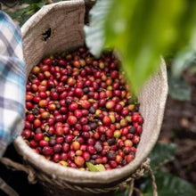 Load image into Gallery viewer, Costa Rica -Fatima Micromill